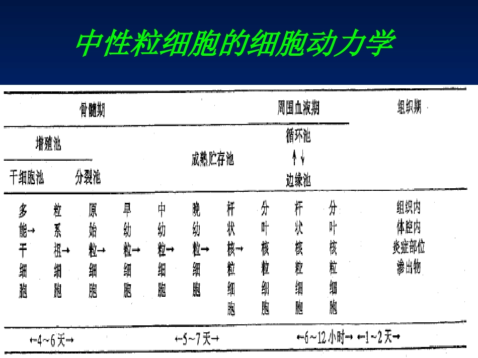 白细胞减少症及粒细胞缺乏症_第5页