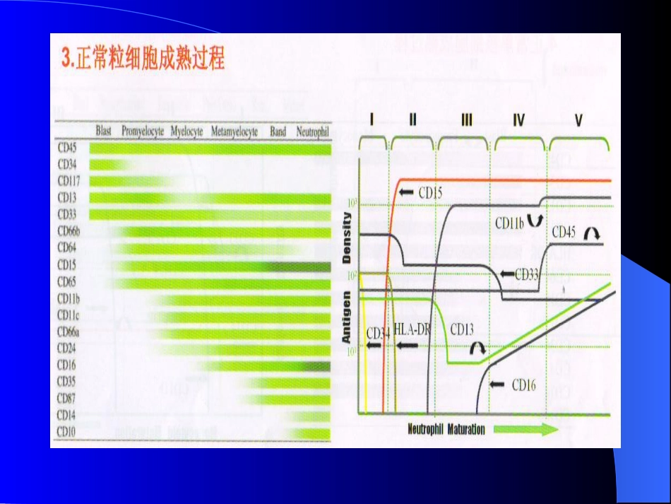 白血病免疫分型_第7页