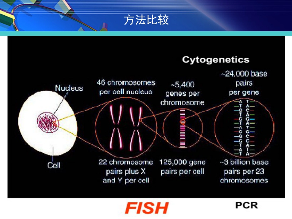 FISH在淋巴瘤诊治中的应用_第3页
