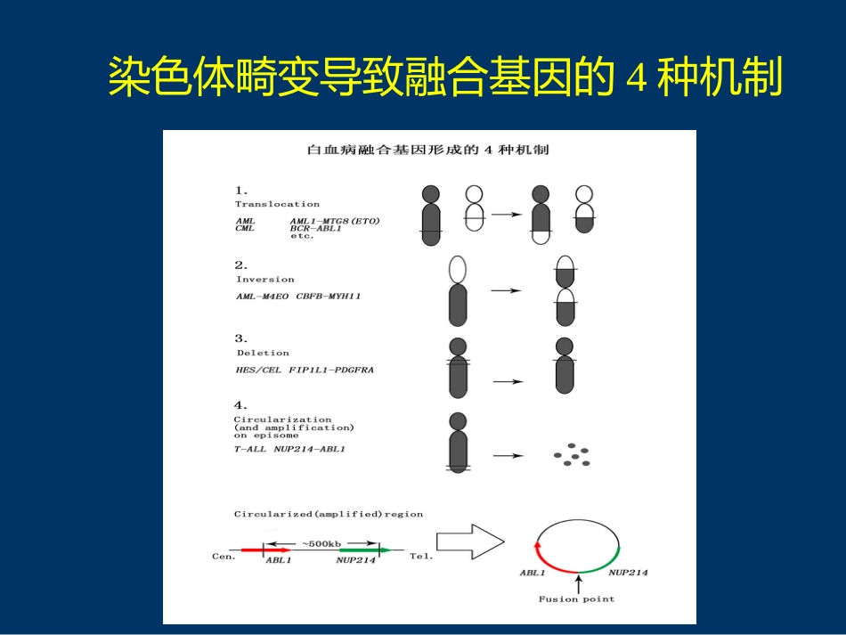 白血病分子遗传学进展_第4页