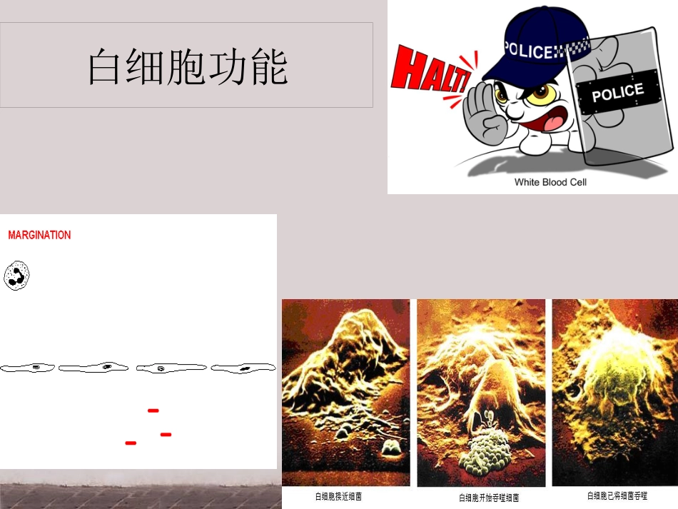 白细胞减少和粒细胞缺乏症(2)_第6页