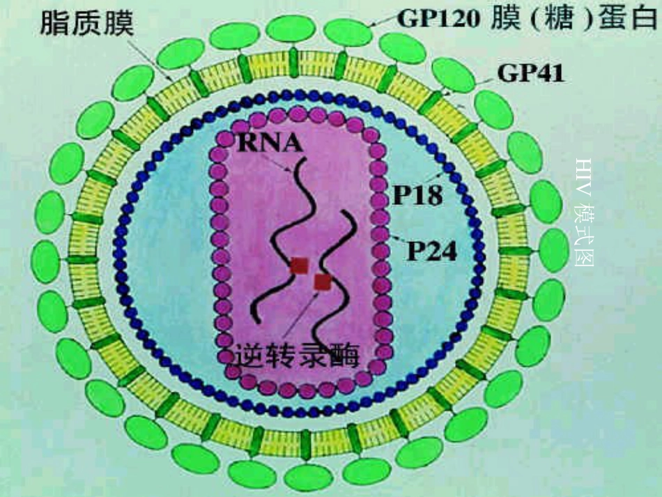 HIV感染和艾滋病_第5页