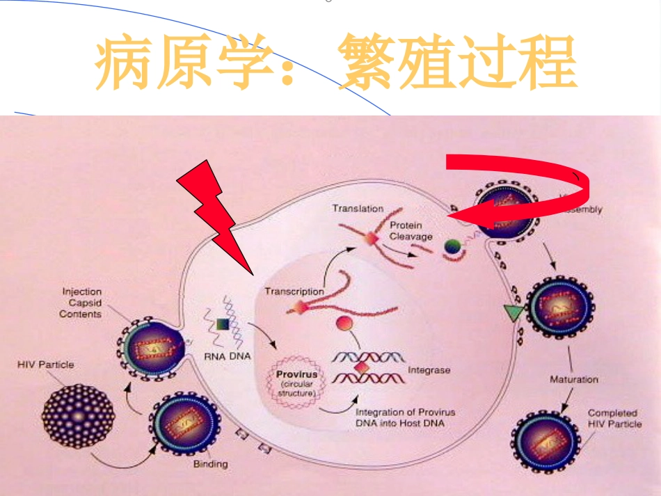HIV感染和艾滋病_第7页