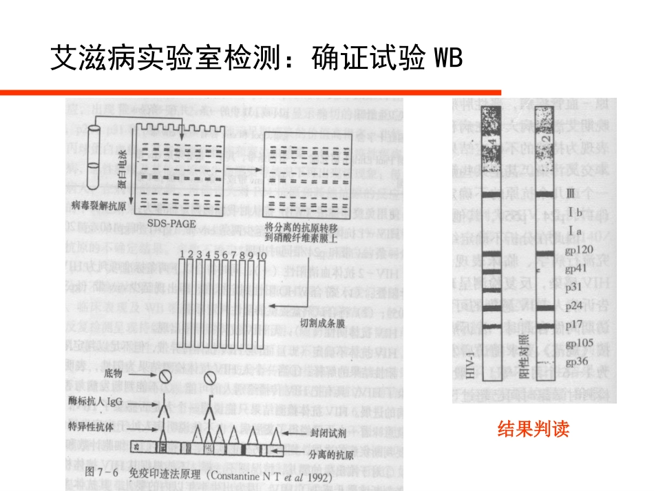HIV病毒与艾滋病实验室检测_第15页