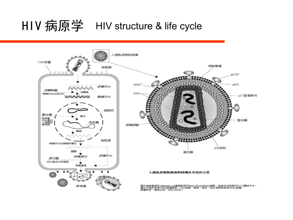 HIV病毒与艾滋病实验室检测_第5页