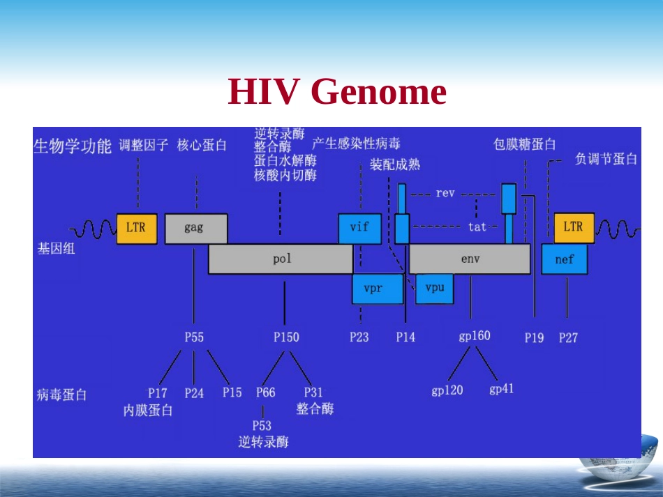 HIV【67页】_第13页