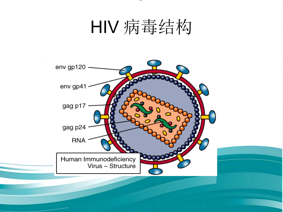 HIV【10页】_第3页