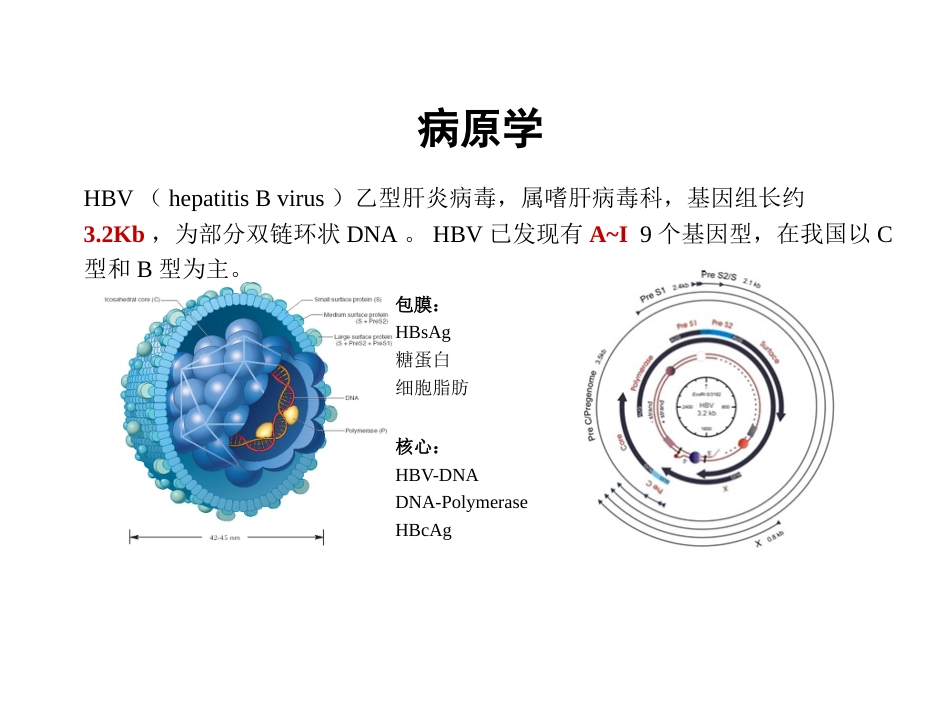 HBV基因分型和耐药突变基因检测的临床应用_第6页