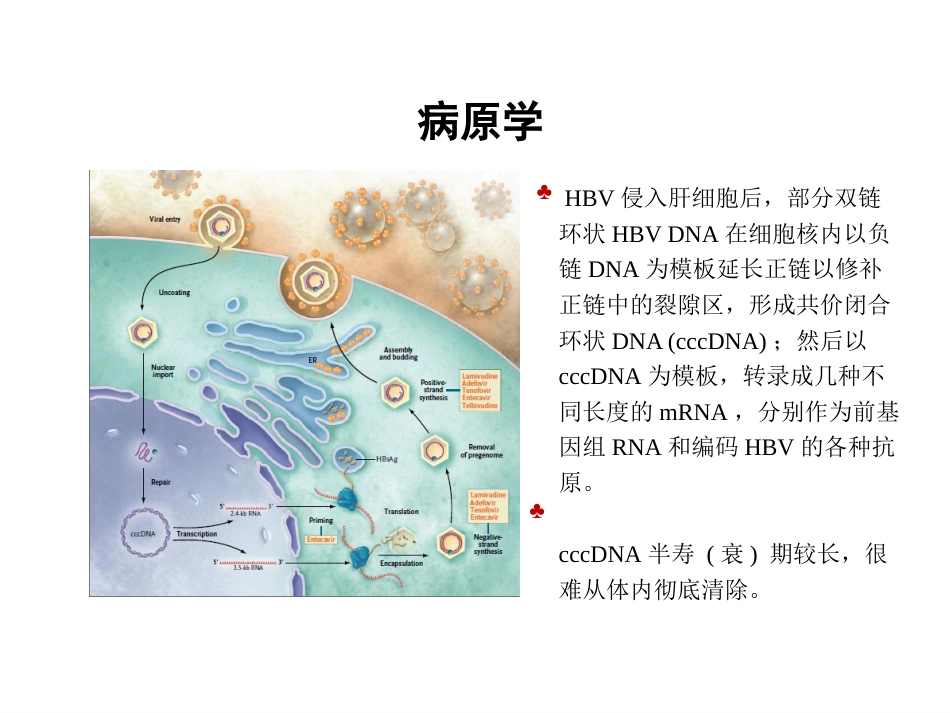 HBV基因分型和耐药突变基因检测的临床应用_第7页