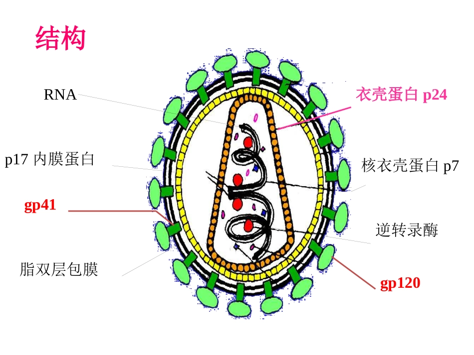 gp120病毒多态性HIV从感染患者到出现临床症状_第12页