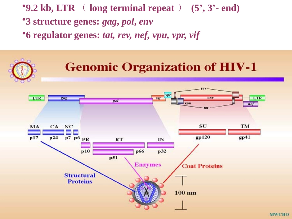 gp120病毒多态性HIV从感染患者到出现临床症状_第13页