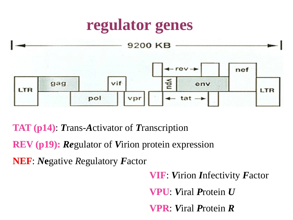 gp120病毒多态性HIV从感染患者到出现临床症状_第15页