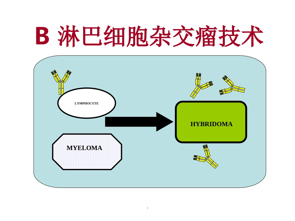 《抗体靶向治疗药物》_第4页