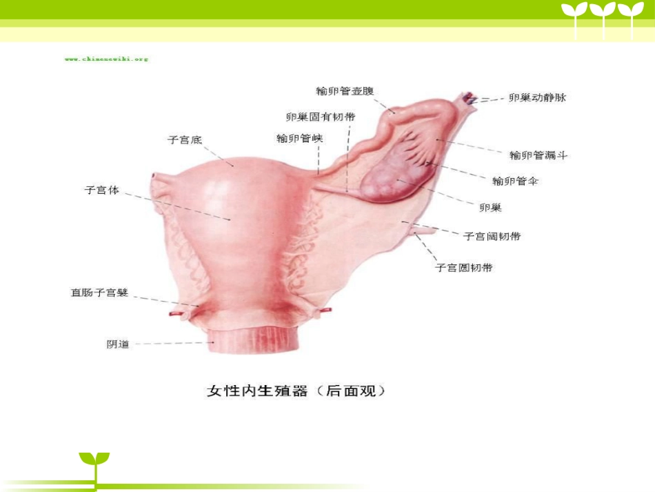 宫颈癌健康教育_第10页