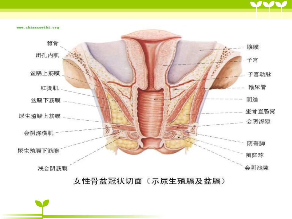 宫颈癌健康教育_第4页