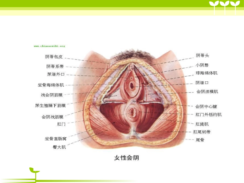 宫颈癌健康教育_第5页