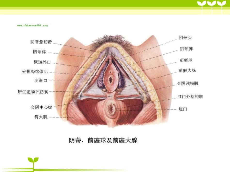 宫颈癌健康教育_第6页