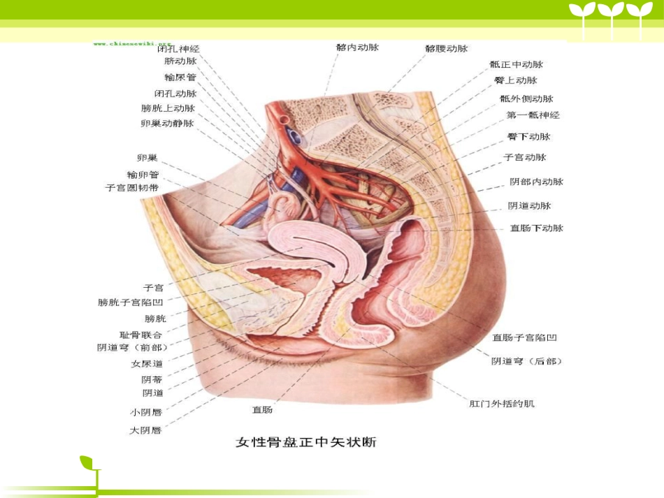 宫颈癌健康教育_第9页
