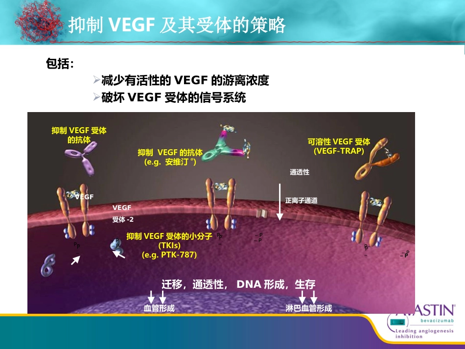 贝伐珠单抗--从基础到临床_第7页