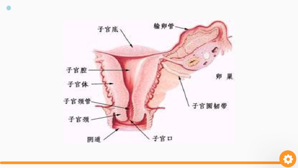 卵巢癌护理查房_第3页