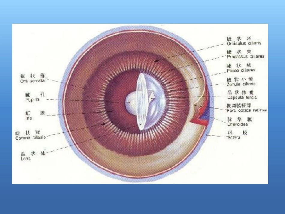 白内障的治疗讲解ppt_第3页