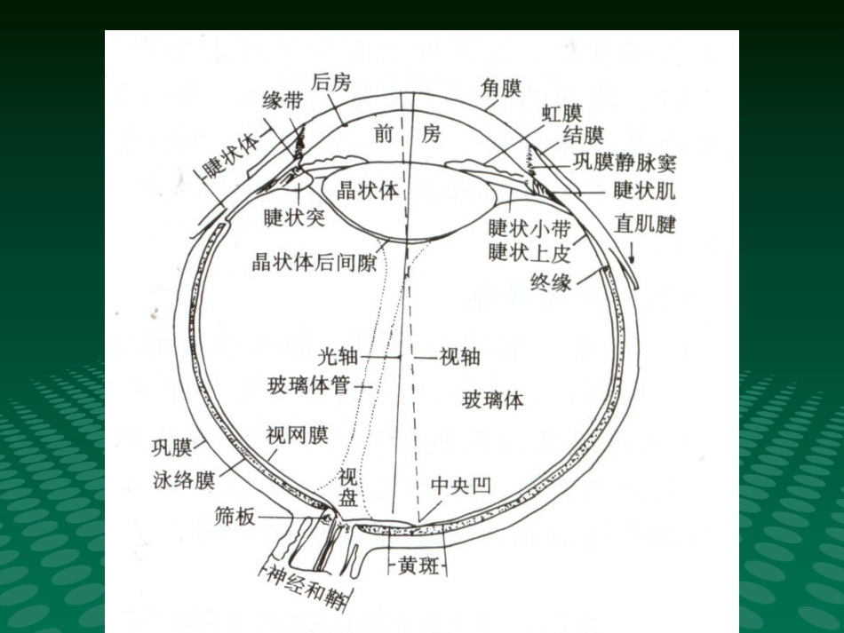 超声诊断学眼科疾病的超声诊断_第3页