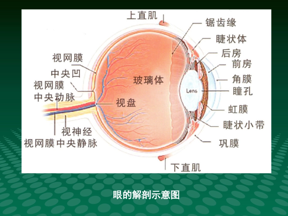 超声诊断学眼科疾病的超声诊断_第4页