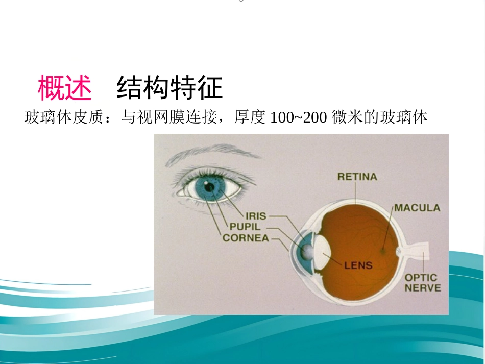 玻璃体-视网膜病-医学课件_第5页