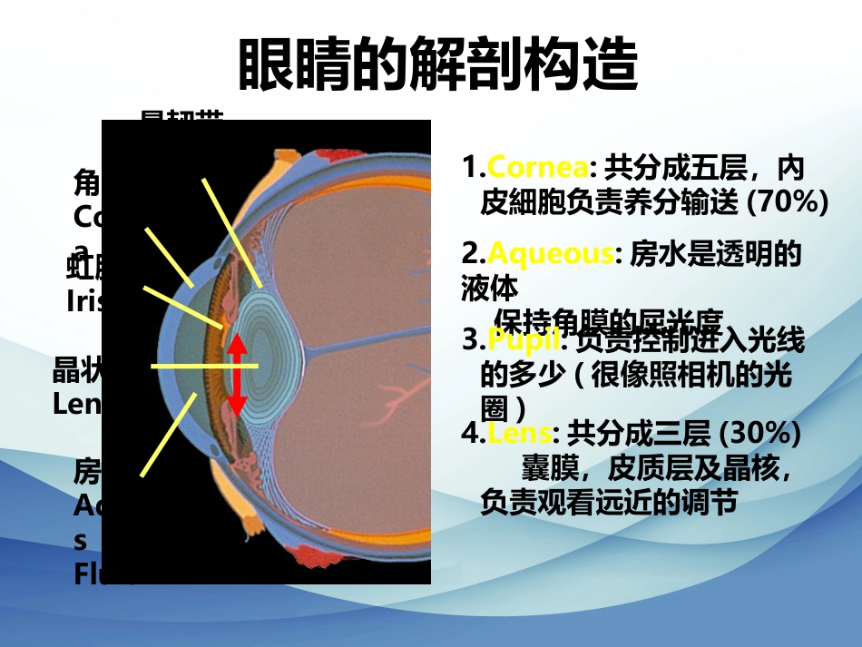 白内障成因及治疗_第2页