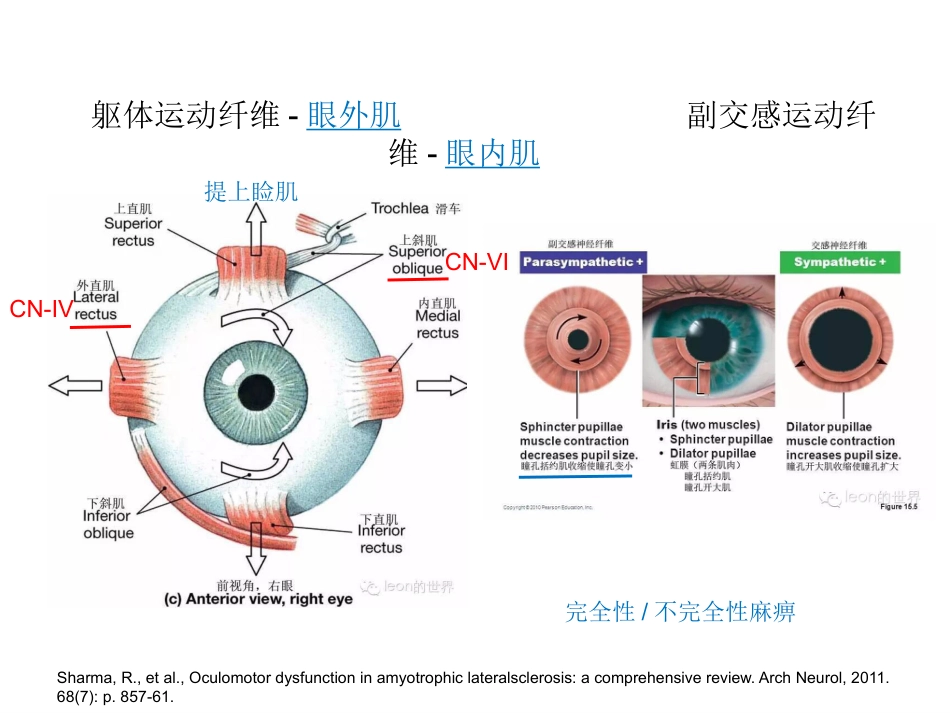 动眼神经麻痹一例_第7页