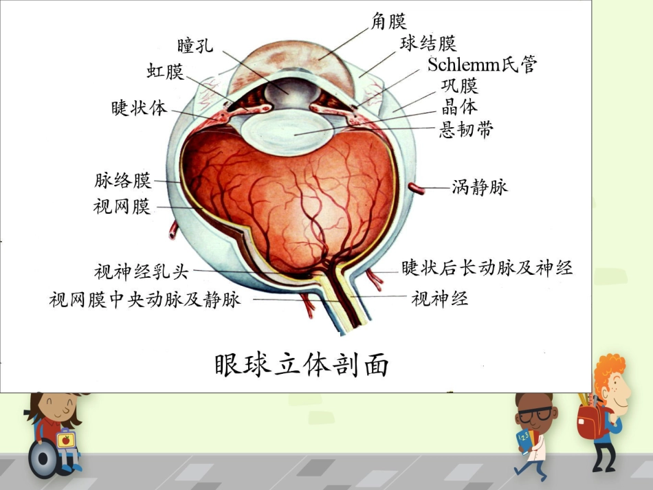 白内障 讲课_第5页