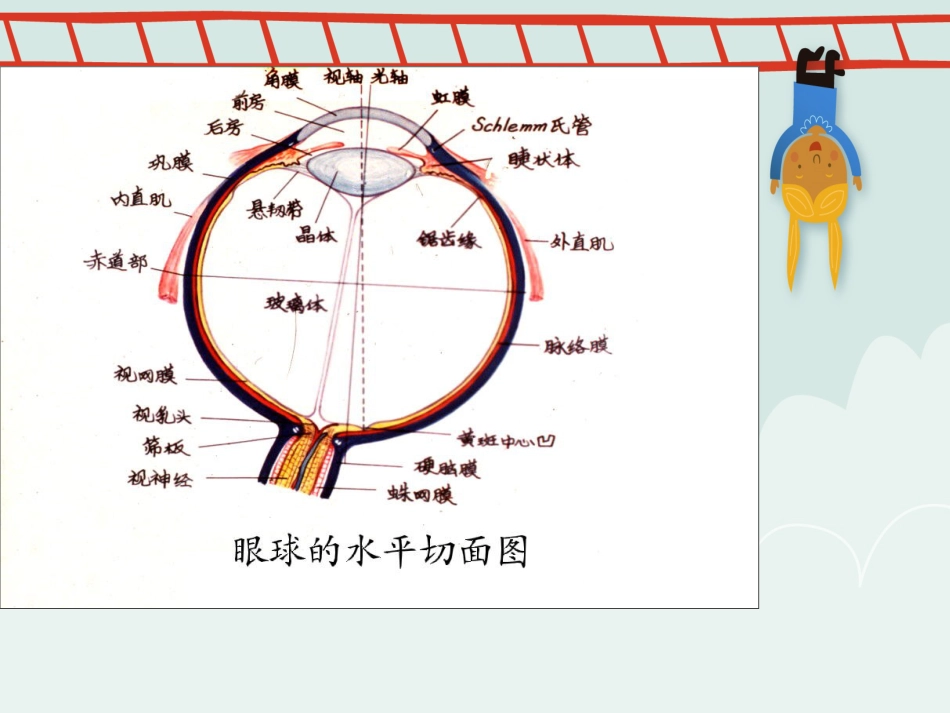 白内障 讲课_第6页