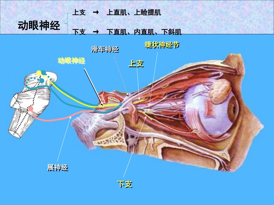 动眼滑车外展神经解剖_第10页