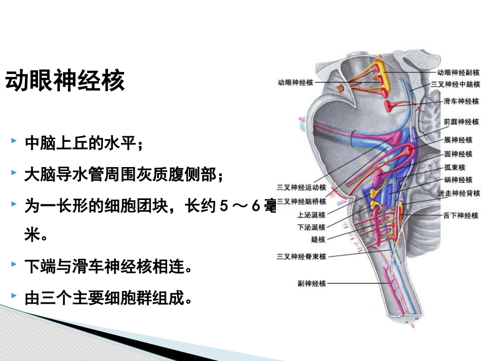 动眼滑车外展神经解剖_第11页