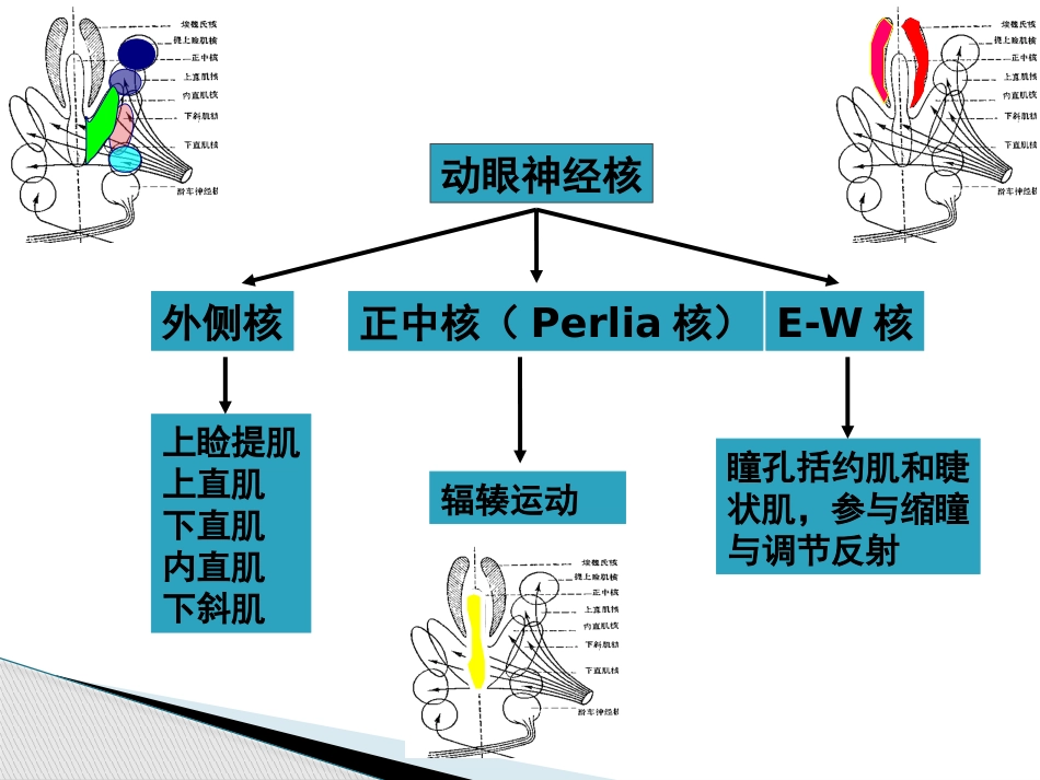 动眼滑车外展神经解剖_第12页
