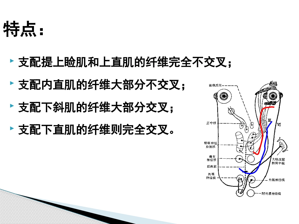 动眼滑车外展神经解剖_第13页
