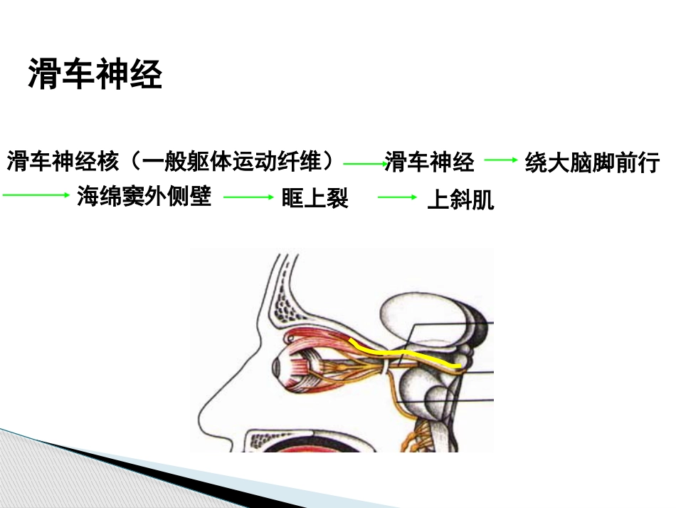 动眼滑车外展神经解剖_第14页