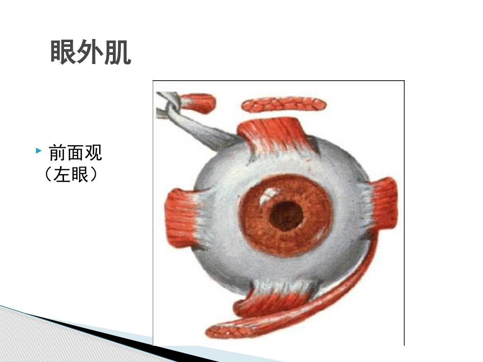 动眼滑车外展神经解剖_第4页