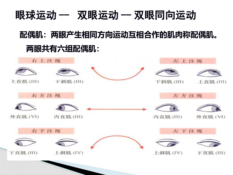 动眼滑车外展神经解剖_第5页