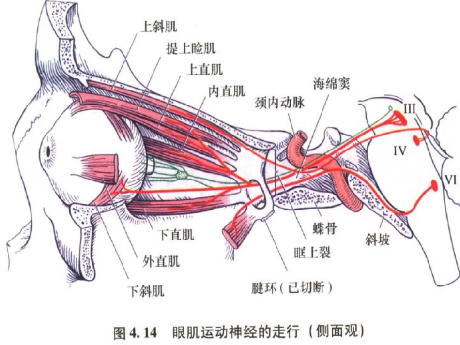 动眼滑车外展神经解剖_第7页