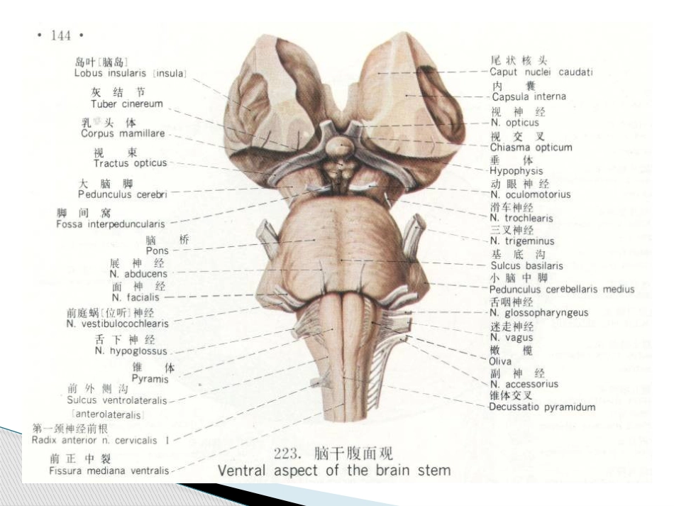 动眼滑车外展神经解剖_第9页