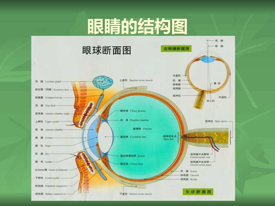 常见的眼部疾病_第4页