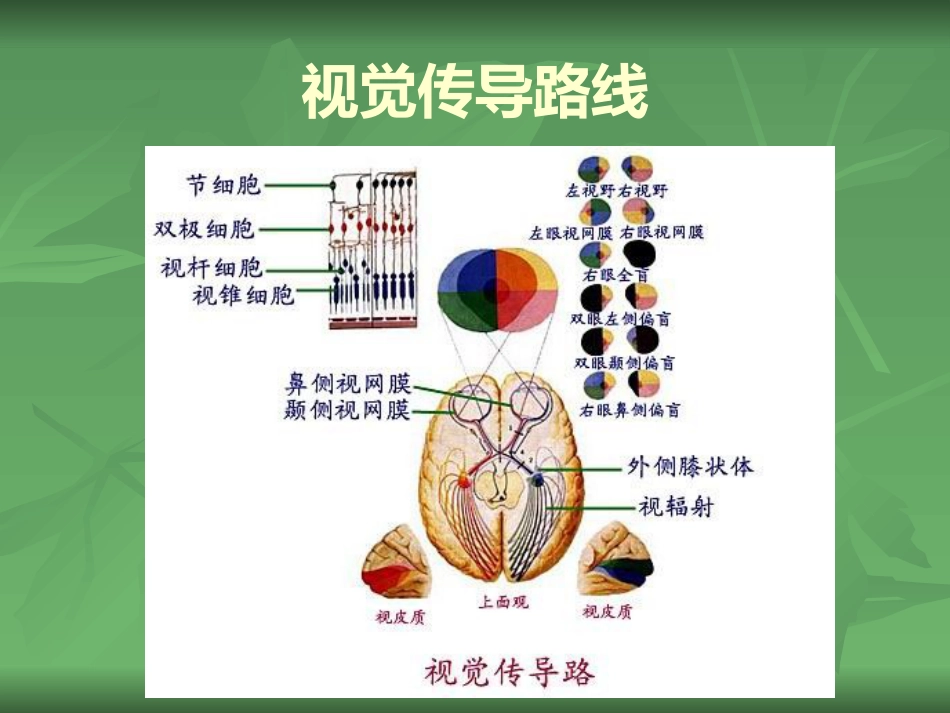 常见的眼部疾病_第8页