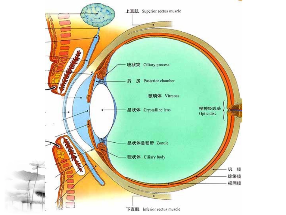 白内障讲座_第2页