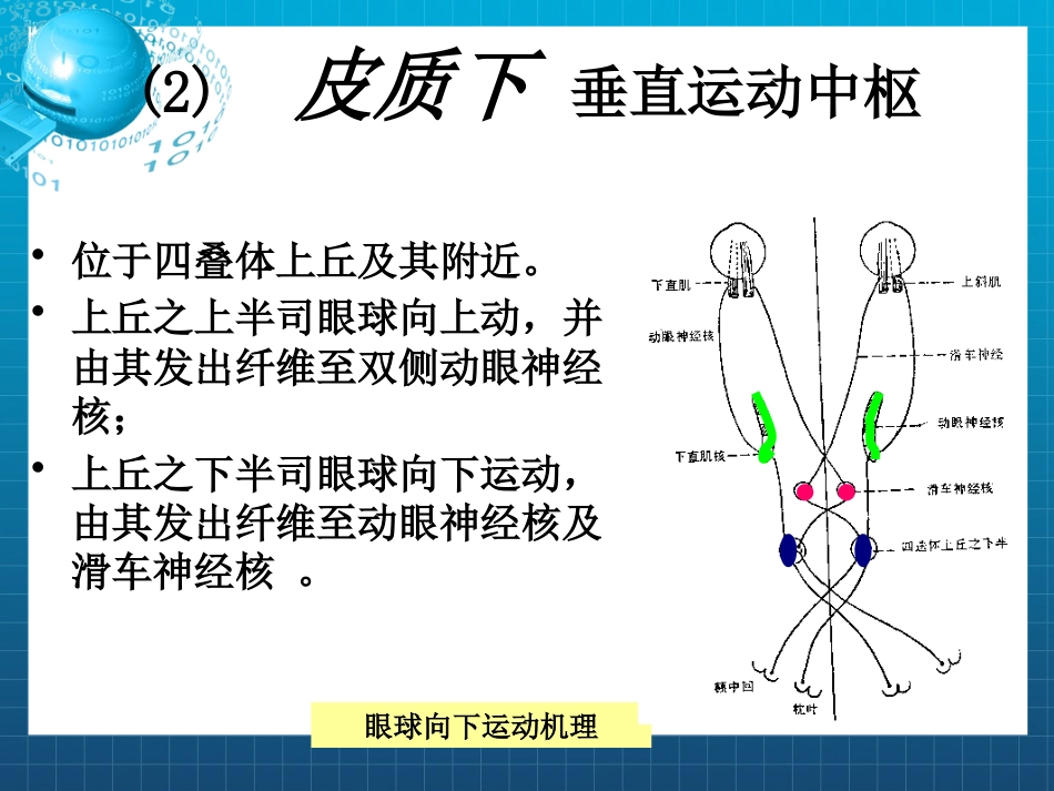 动眼,滑车和外展神经_第10页