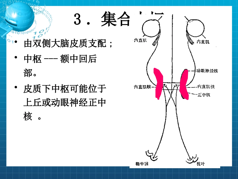 动眼,滑车和外展神经_第11页