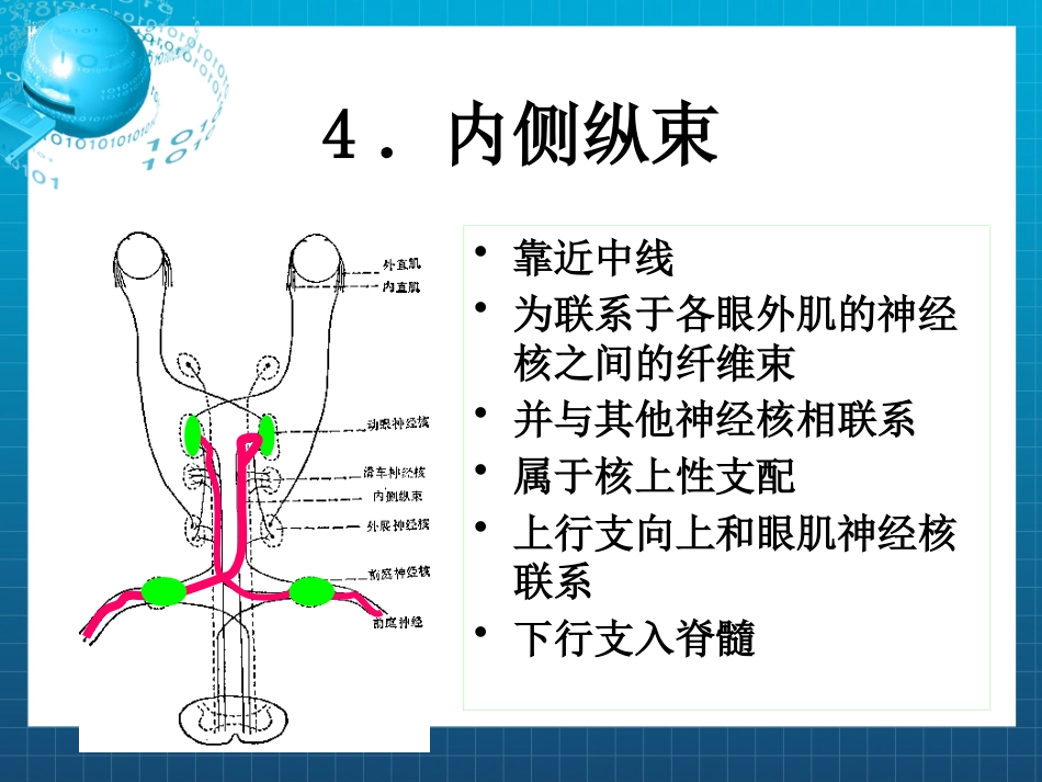 动眼,滑车和外展神经_第12页