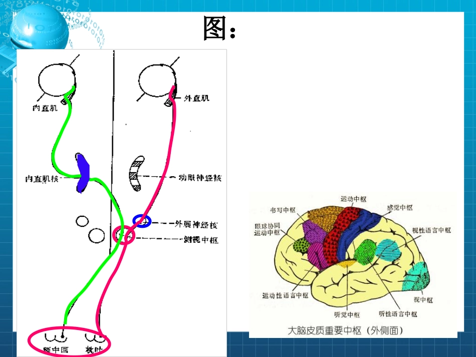 动眼,滑车和外展神经_第7页
