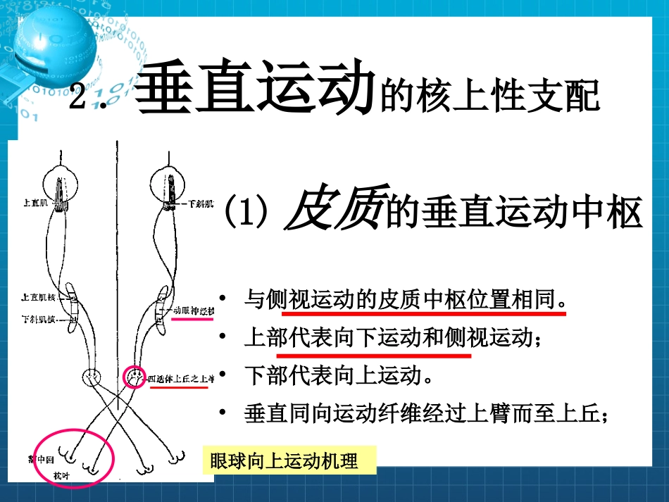 动眼,滑车和外展神经_第9页