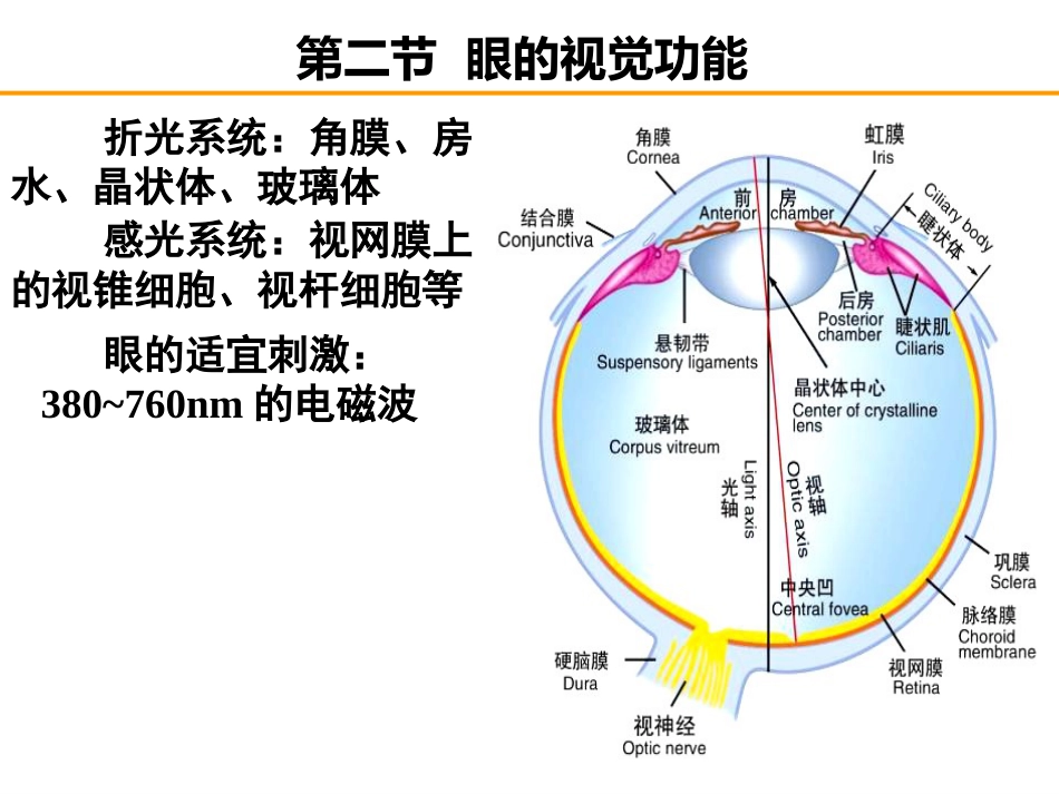 《眼的视觉功能》_第1页
